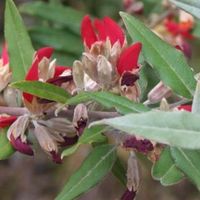 plantsonline
